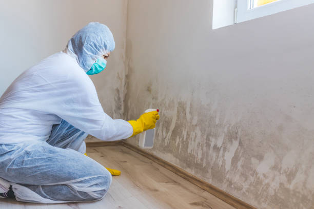 Licensed Attic Mold Removal service in Reva, VA - WQB Mold Removal