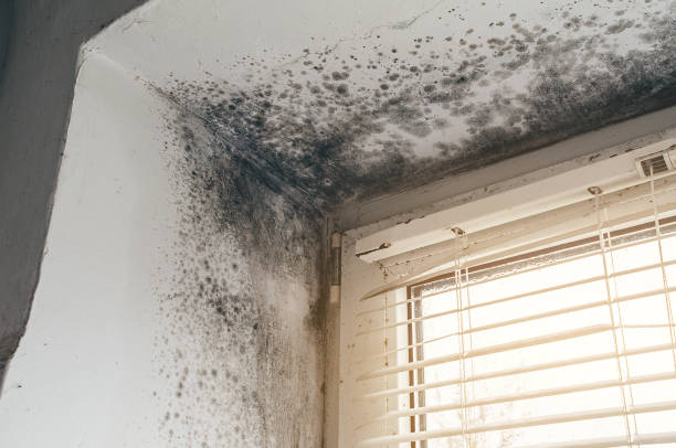 Affordable Attic Mold Removal solutions in Reva, VA