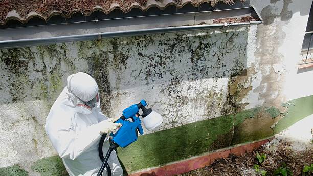 Top rated local Attic Mold Removal specialists in Reva, VA
